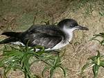 When Do Shearwaters Breed?