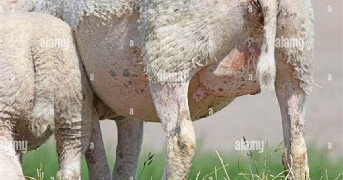 When Do Sheep Get Udders?