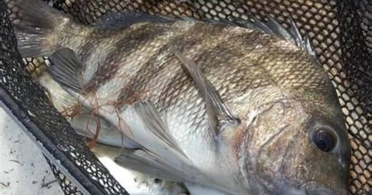 When Do Sheepshead Spawn in Florida?