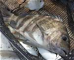 When Do Sheepshead Spawn in Florida?