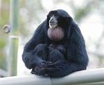 When Do Siamang Mate?