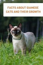 When Do Siamese Cats Stop Growing?