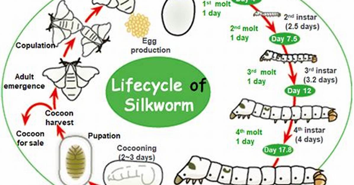When Do Silkworms Lay Eggs?