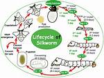 When Do Silkworms Lay Eggs?