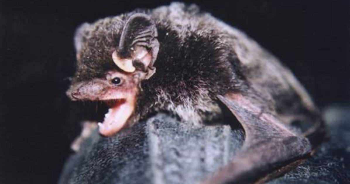 When Do Silver-Haired Bats Mate?