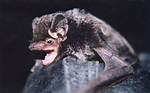 When Do Silver-Haired Bats Mate?