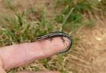 When Do Skinks Have Babies?