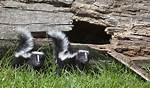 When Do Skunks Nest?