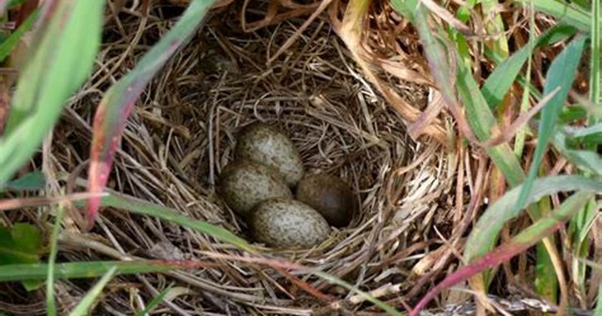 When Do Skylarks Finish Nesting?