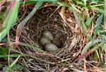 When Do Skylarks Finish Nesting?