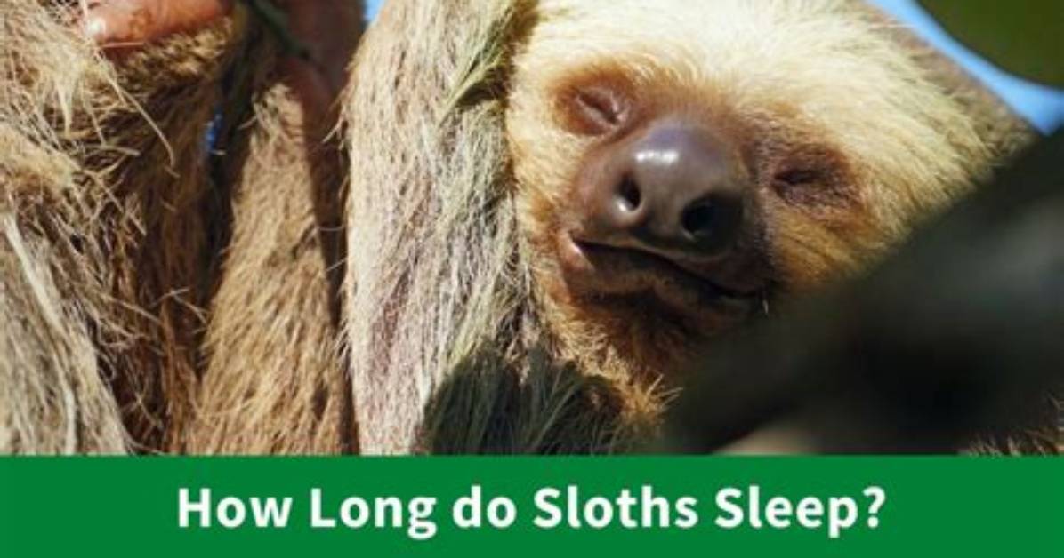 When Do Sloths Sleep?