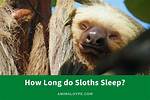 When Do Sloths Sleep?
