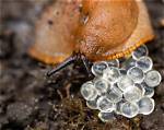 When Do Slugs Lay Eggs?