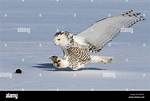 When Do Snowy Owls Hunt