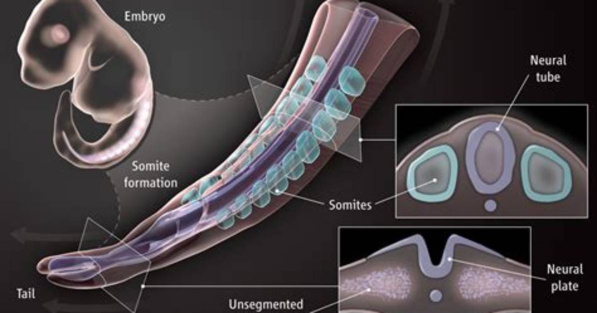 When Do Somites Form?