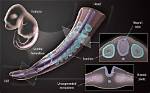 When Do Somites Form?