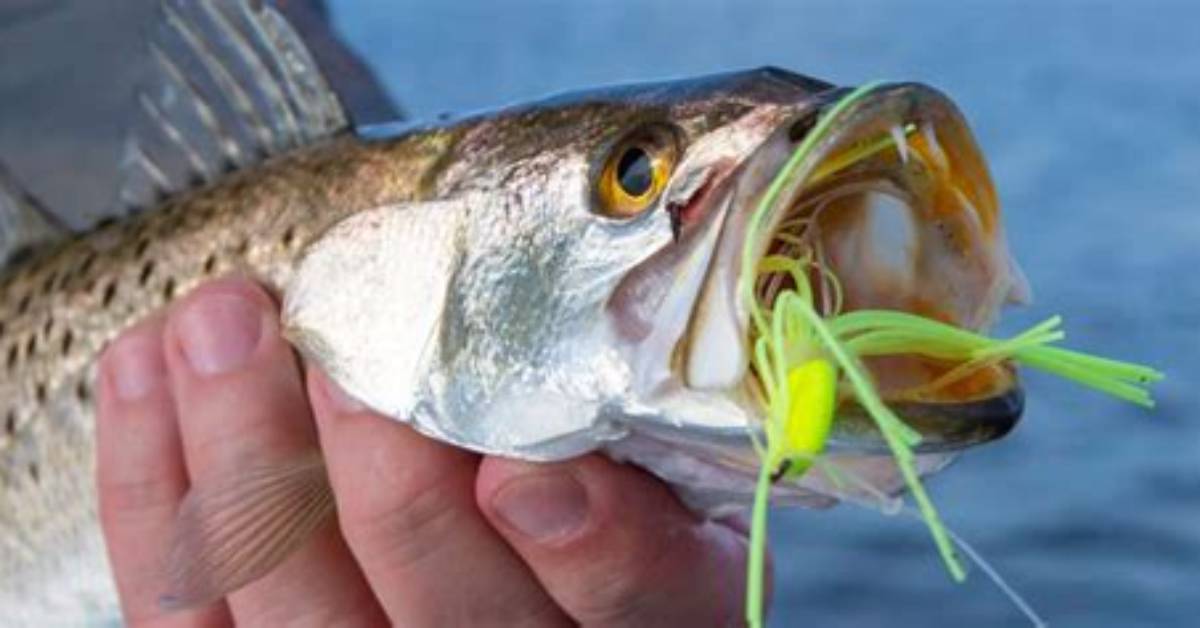 When Do Speckled Trout Bite?
