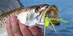 When Do Speckled Trout Bite?