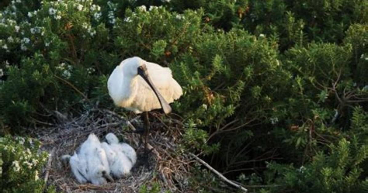 When Do Spoonbills Nest?