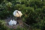 When Do Spoonbills Nest?