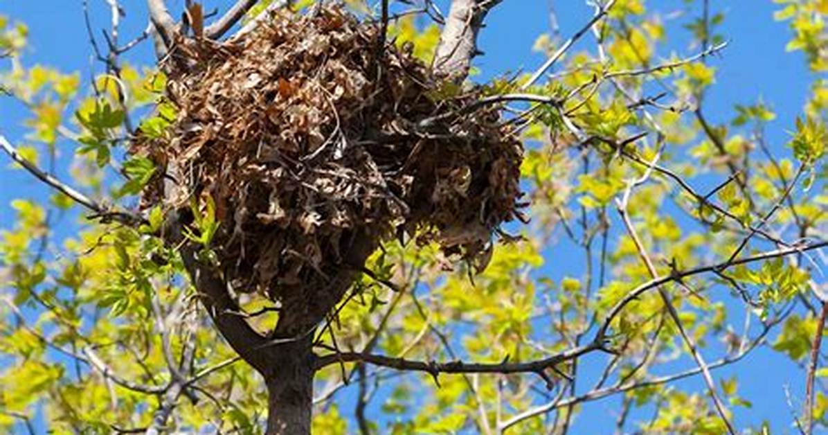 When Do Squirrels Build Nests?