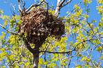 When Do Squirrels Build Nests?