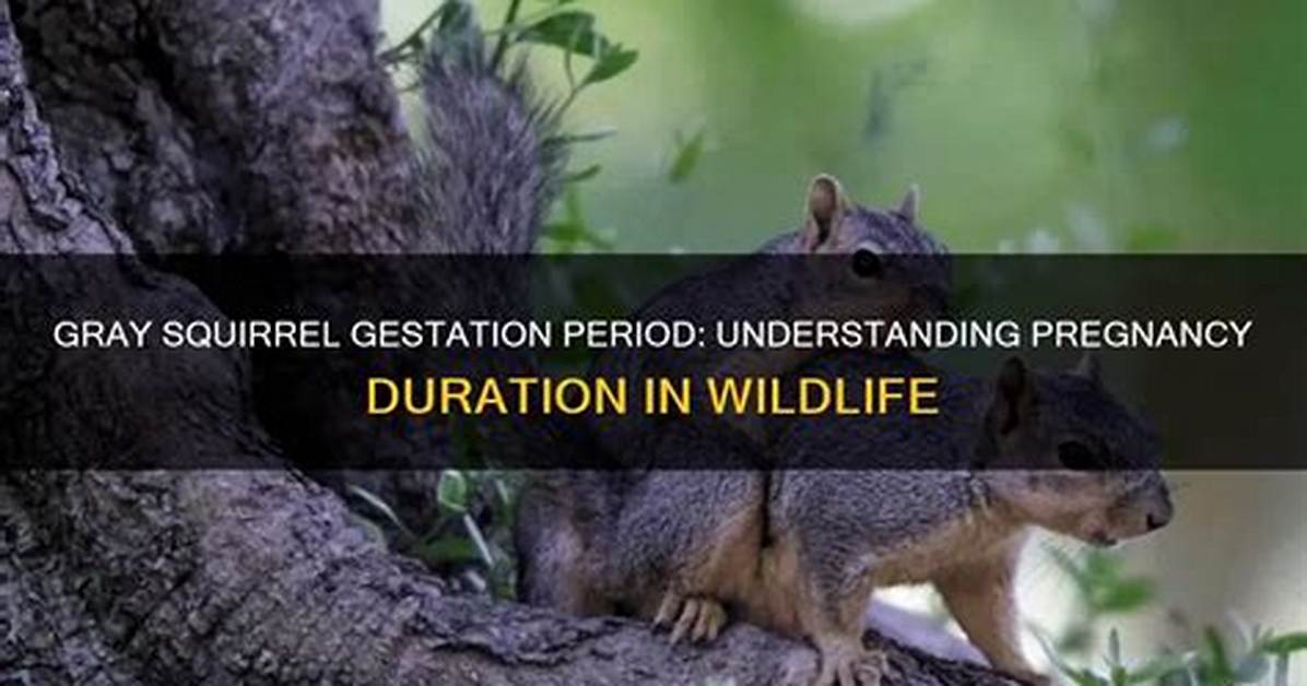 When Do Squirrels Gestate?