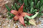 When Do Stapelia Flower?