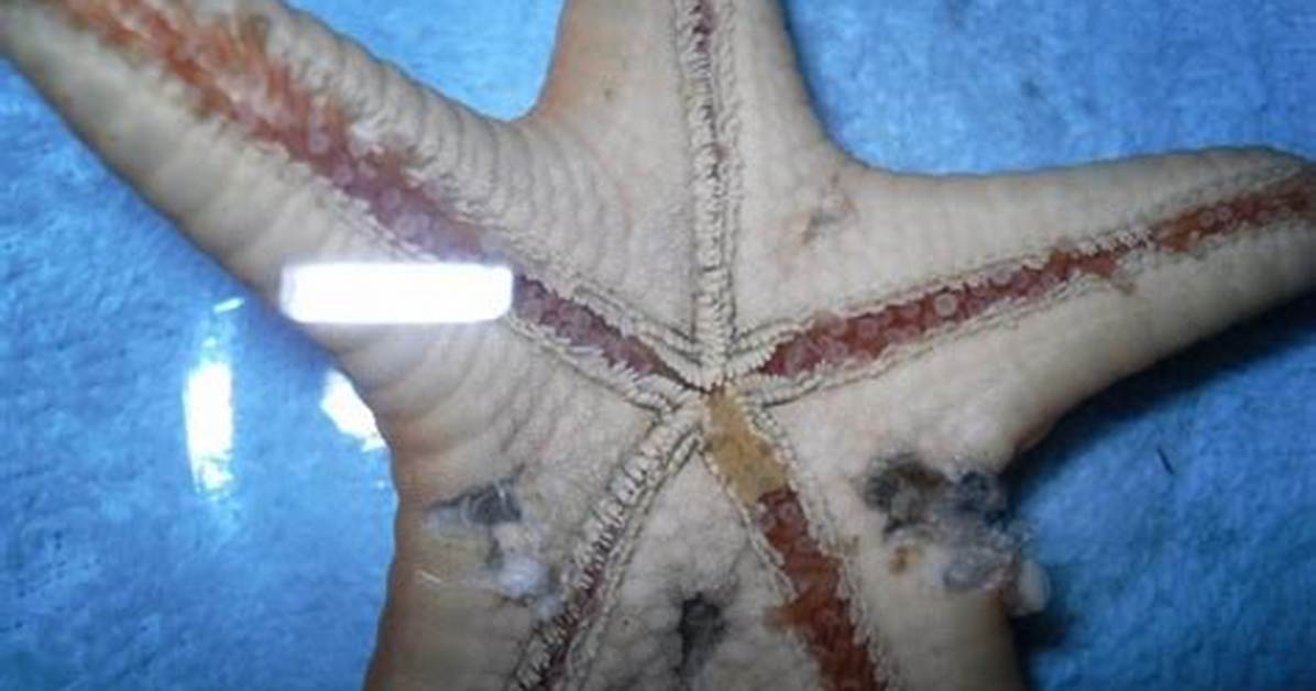 When Do Starfish Die?