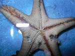 When Do Starfish Die?