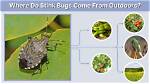 When Do Stink Bugs Come out?