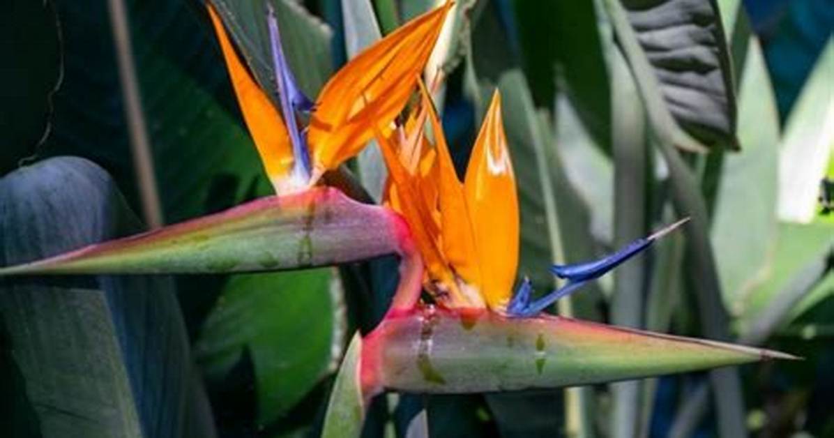 When Do Strelitzias Bloom?