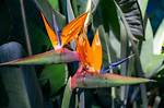When Do Strelitzias Bloom?