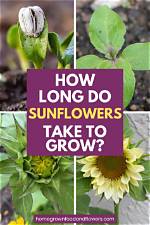 When Do Sunflowers Bloom?