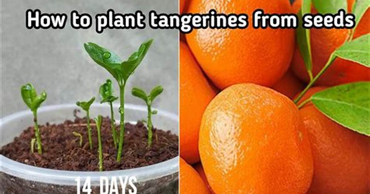 When Do Tangerines Grow?