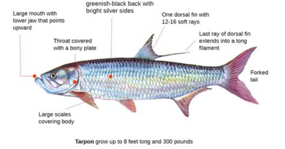 When Do Tarpon Spawn?