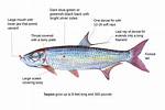When Do Tarpon Spawn?