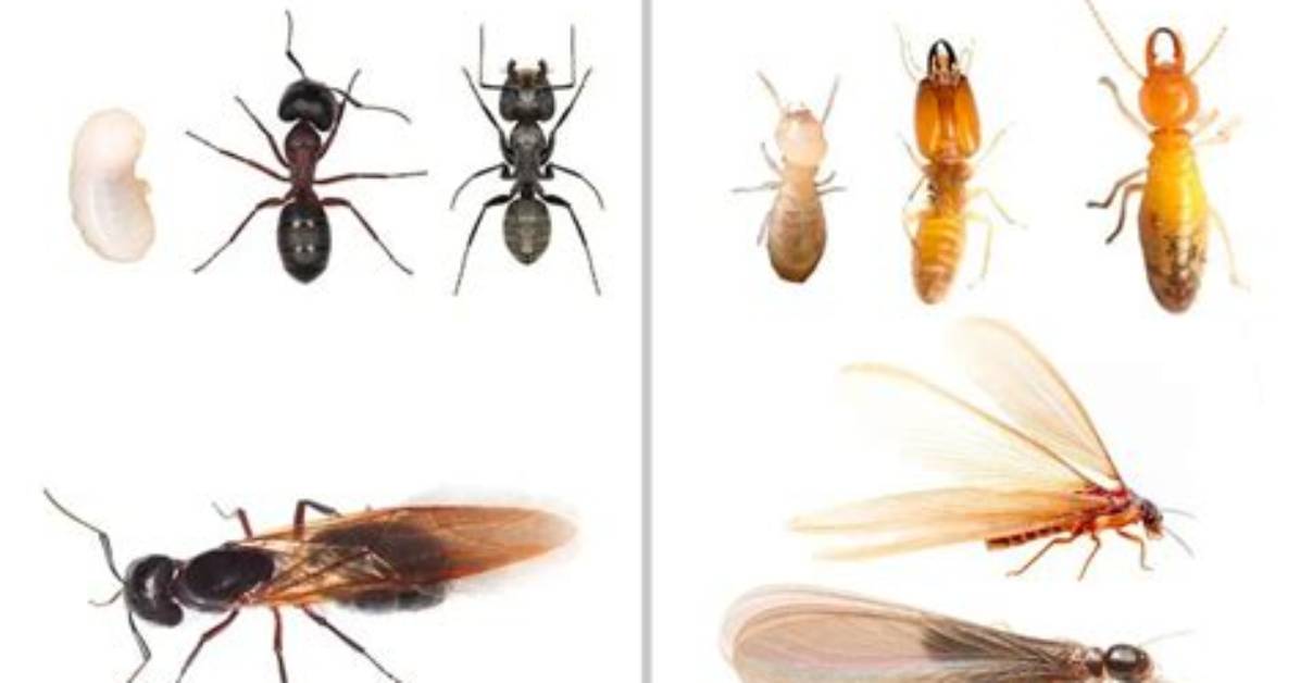 When Do Termites Swarm?