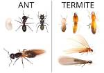 When Do Termites Swarm?