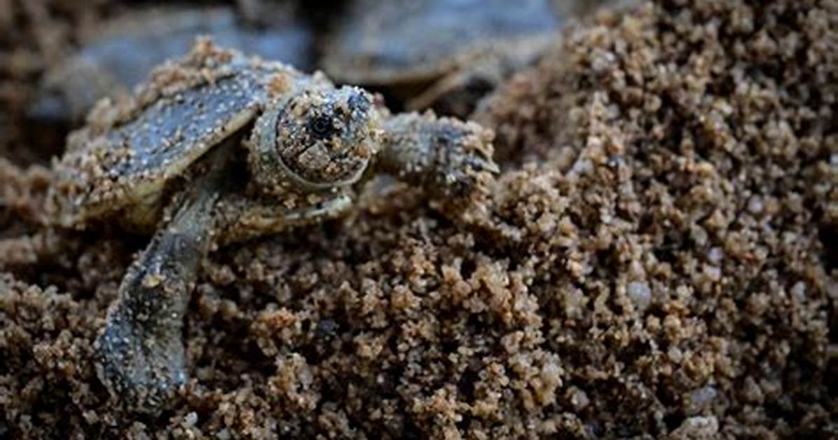 When Do Terrapins Hatch?