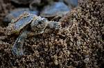 When Do Terrapins Hatch?