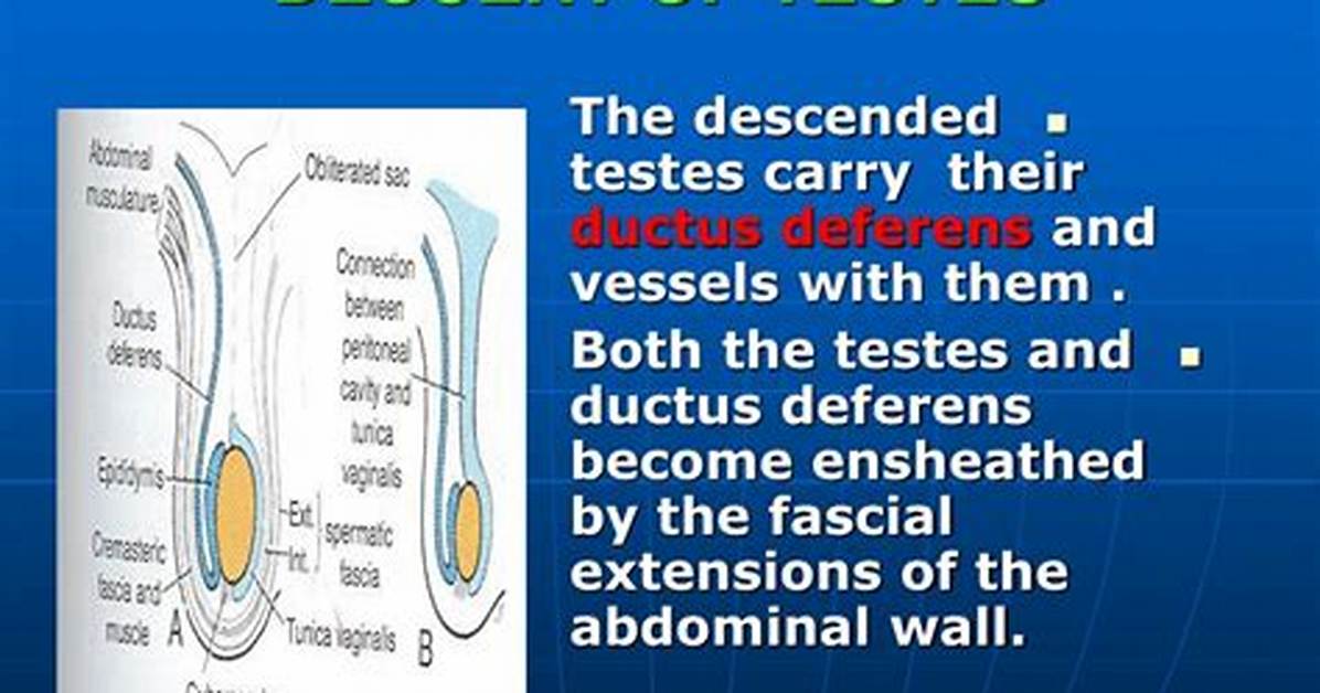 When Do Testes Descend?