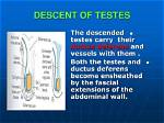 When Do Testes Descend?
