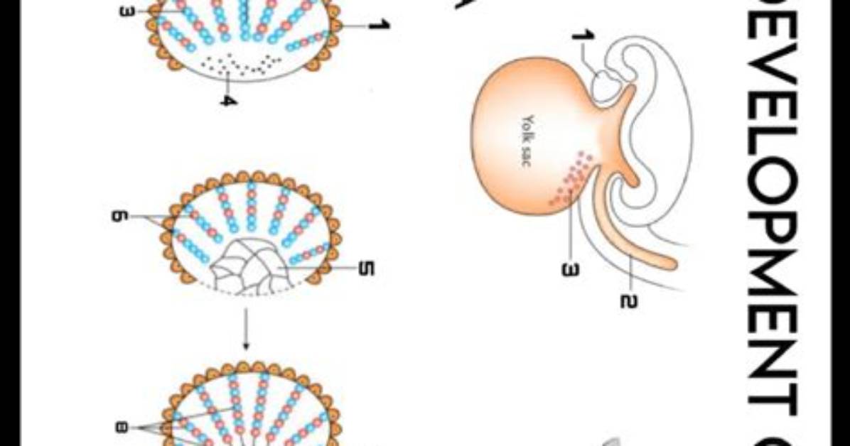 When Do Testes Develop?