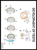 When Do Testes Develop?