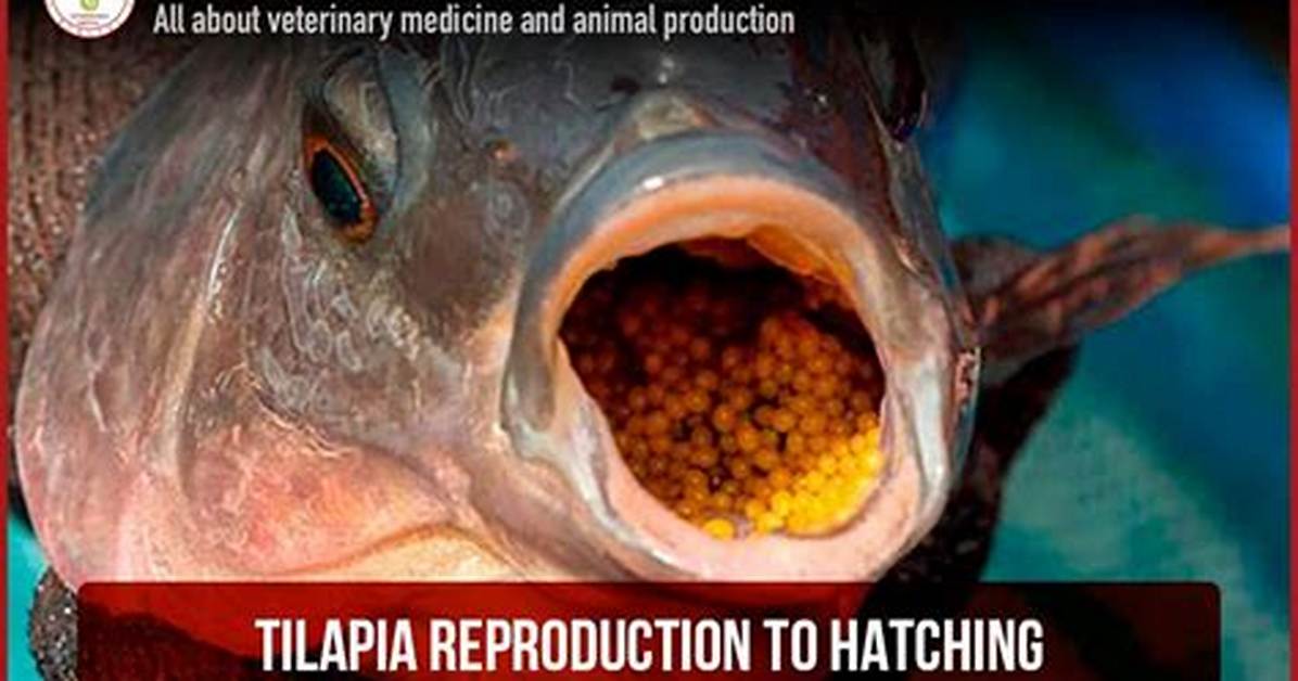 When Do Tilapia Spawn?