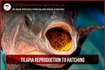When Do Tilapia Spawn?
