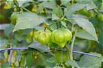When Do Tomatillos Fruit?