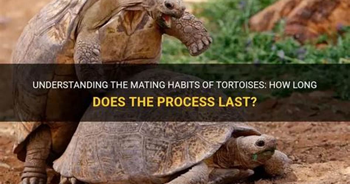 When Do Tortoises Mate?