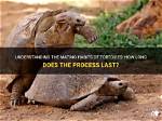 When Do Tortoises Mate?